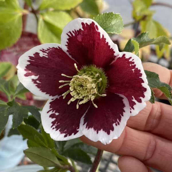 園芸ネット本店｜松村ナーセリーさんのクリスマスローズ：ホワイト