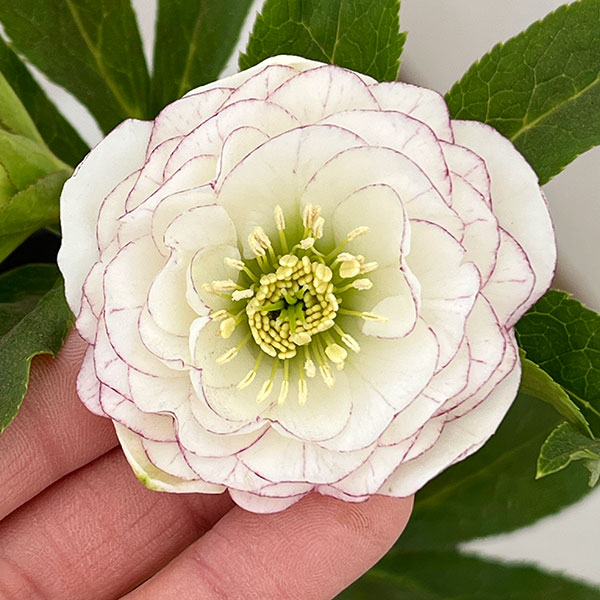 園芸ネット本店｜横山園芸さんのクリスマスローズ：26-08プリマドレス