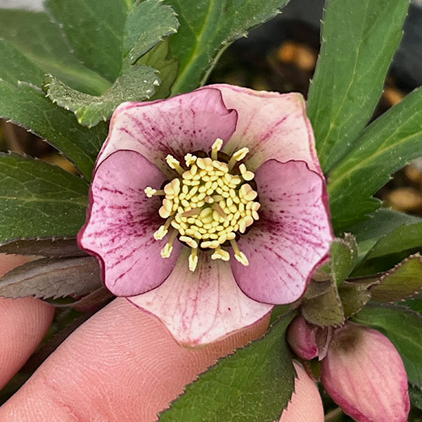 園芸ネット本店｜横山園芸さんのクリスマスローズ：26-25ベビードール