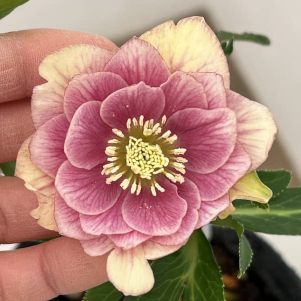 園芸ネット本店｜花郷園さんのクリスマスローズ：26-24ダブル4.5号