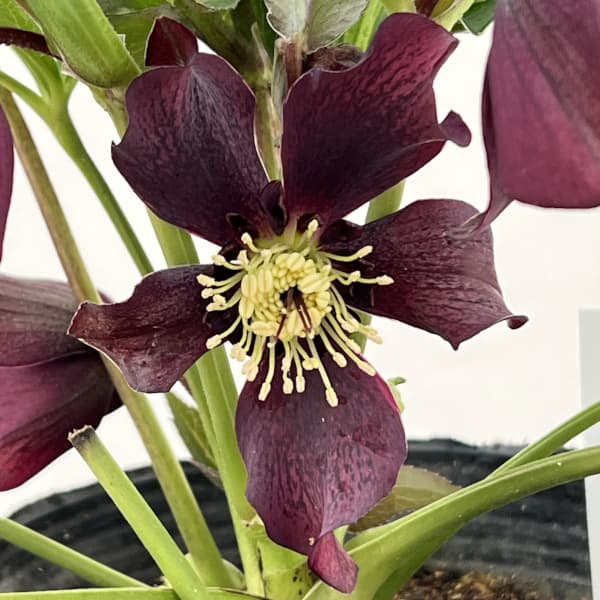 園芸ネット本店｜花郷園さんのクリスマスローズ：26-25セミダブル4.5号