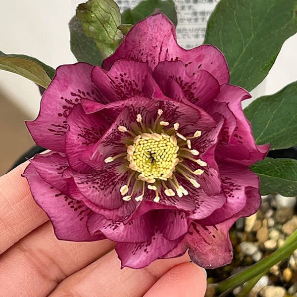 ♡松村ナーセリー♡ベビーピンクダブル フルーツドロップス 園芸ネット