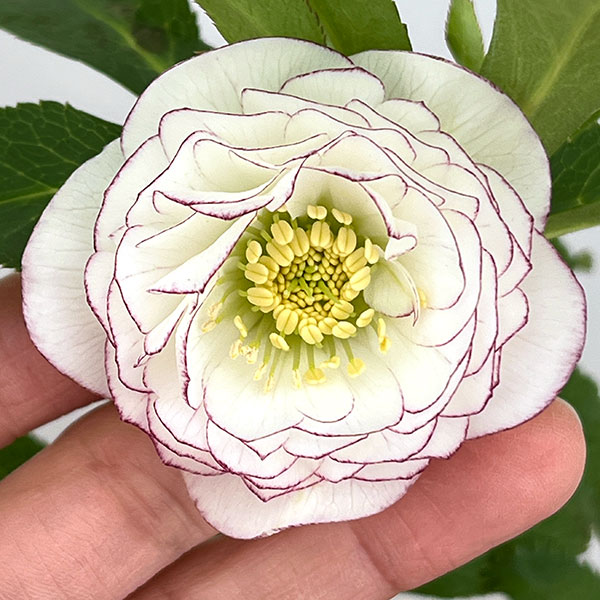 クリスマスローズ ロゼット咲き超多弁ホワイト 園芸ネット本店｜杉光