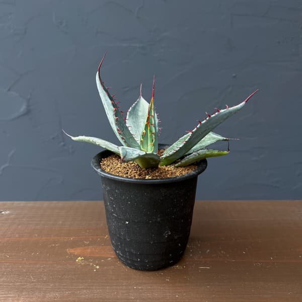 園芸ネット本店｜アガベ：フレキシスピナ 3号鉢植え の通販【公式】