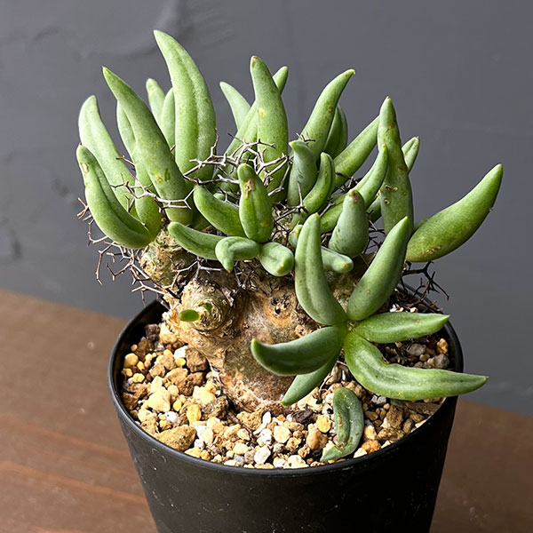 園芸ネット本店｜チレコドン：レティキュラーツス(万物想)3号鉢植え26