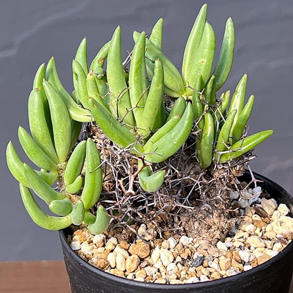 園芸ネット本店｜チレコドン：レティキュラーツス(万物想)3号鉢植え26