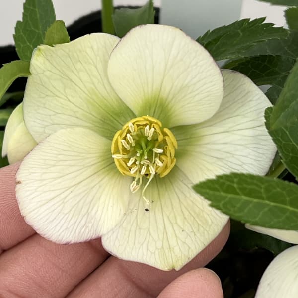 園芸ネット本店｜曽田園芸さんのクリスマスローズ：26-18姫小町