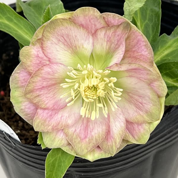 園芸ネット本店｜曽田園芸さんのクリスマスローズ：26-28利休かすり4号