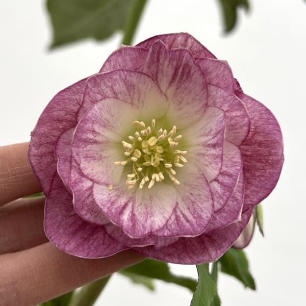 園芸ネット本店｜細川さんのクリスマスローズ：ダブル26-51／4号ポット