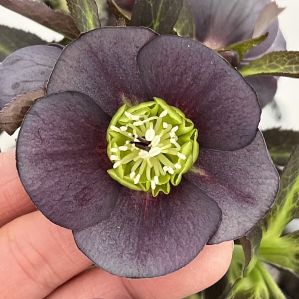 園芸ネット本店｜高正園さんのクリスマスローズ：26-48シングル／5号