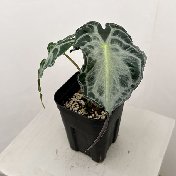 園芸ネット本店｜アロカシア：ヴェノム 3.5号ポット26-01 の通販【公式】