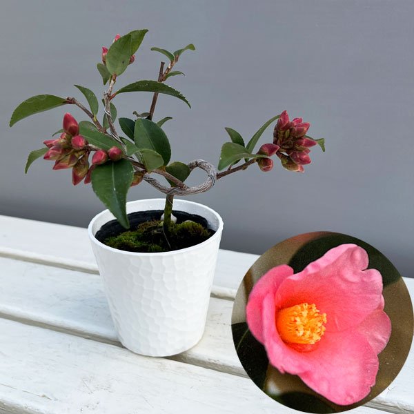 園芸ネット本店｜ツバキ（椿）：港の春（みなとのはる）曲がり 3.5号匠