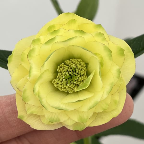 クリスマスローズ 開花株 sdブラックグリーンリップ クリスマスローズ