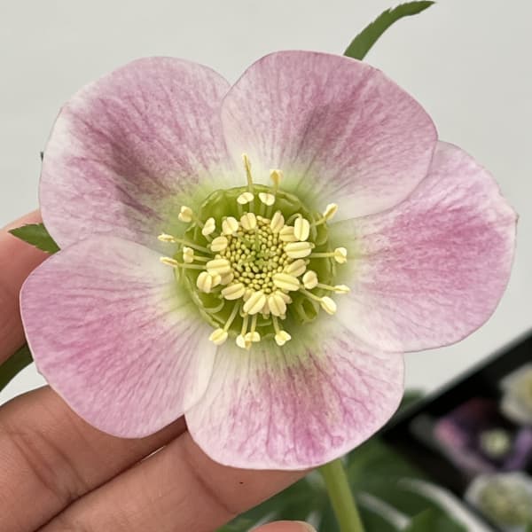 園芸ネット本店｜クリスマスローズ：セレクトセミダブル26-44／1.5L