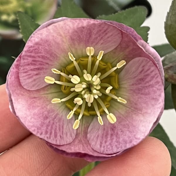 園芸ネット本店｜クリスマスローズ：スウィングシングル26-11 H