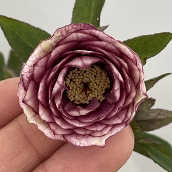 園芸ネット本店｜吉田園芸さんのクリスマスローズ：クローリス26-02