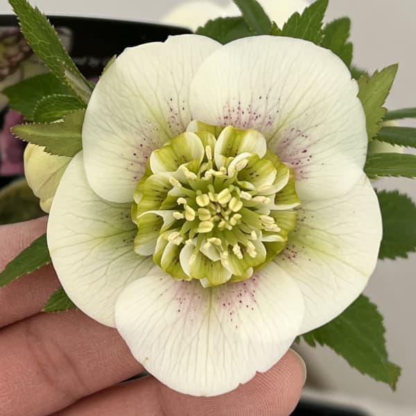 クリスマスローズ セミダブルまとめ売り クリスマスローズ (セミダブル