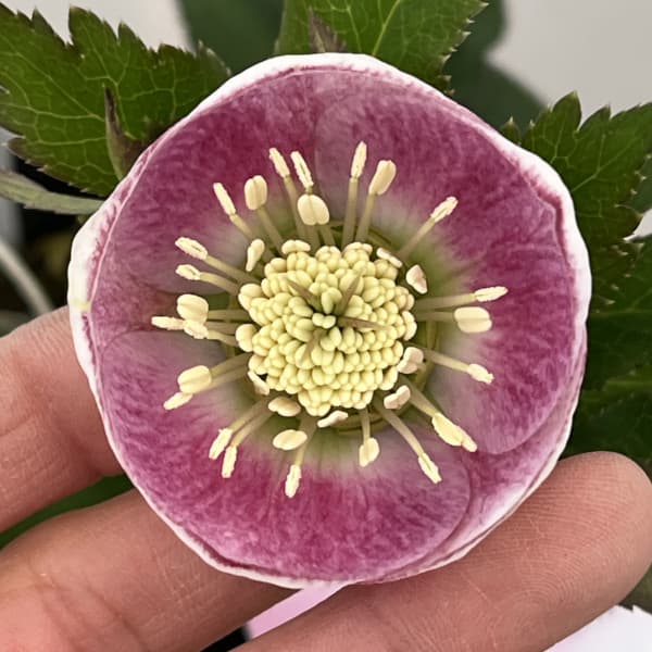 大和園 クリスマスローズ｜激渋ブラウン系｜まるでブラウンパステ