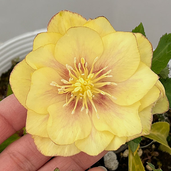 園芸ネット本店｜松村ナーセリーさんのクリスマスローズ：26-111ダブル