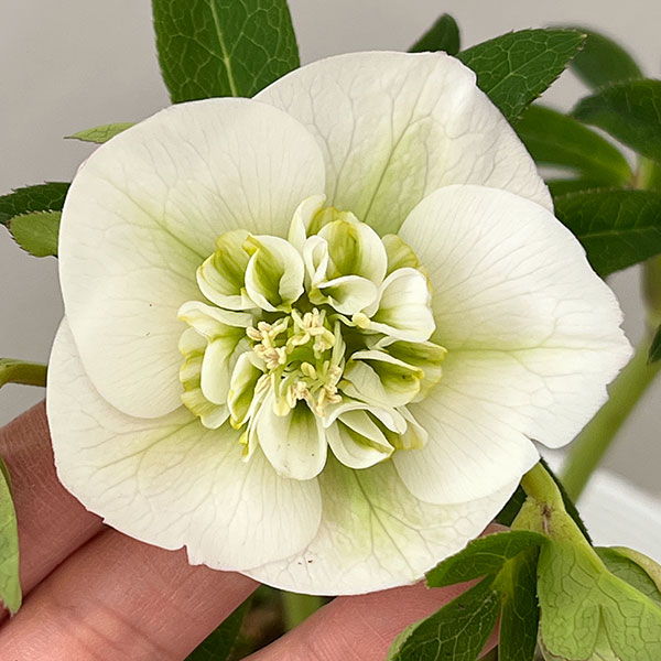 園芸ネット本店｜松村ナーセリーさんのクリスマスローズ：26-131