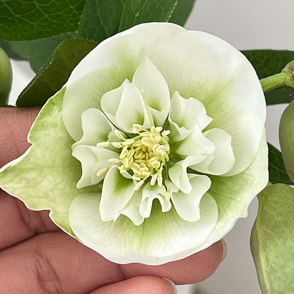 園芸ネット本店｜松村ナーセリーさんのクリスマスローズ：26-133