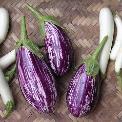 園芸ネット本店｜ナス：縞むらさき[野菜タネ] の通販【公式】