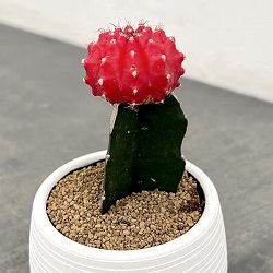 園芸ネット本店｜フェロカクタス：刈穂玉 2.5号鉢植え の通販【公式】