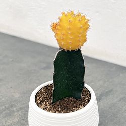 園芸ネット本店｜ユーフォルビア：ゴイサナ 3号 の通販【公式】