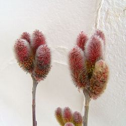 園芸ネット本店｜ネコヤナギ（猫柳）：ピンクパールネコヤナギ4号