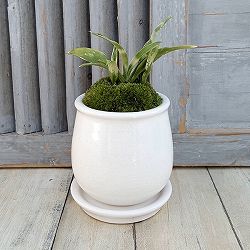 園芸ネット本店｜[ギフトに]オモト（万年青）：剣舞・鉢植え／ロゼッタ