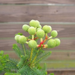 園芸ネット本店｜バーゼリア の商品一覧【公式】
