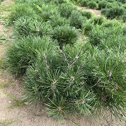 園芸ネット本店｜ピセアプンゲンス（プンゲンストウヒ）：グラウカ