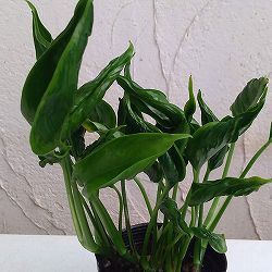 園芸ネット本店｜ポトス：ライム・コンパクト2号ポット3株セット の