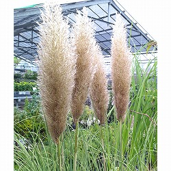 園芸ネット本店｜パンパスグラス：ピンク（株分け苗）8号ポット[9月頃