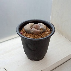 園芸ネット本店｜ハオルチア：オブツーサ交配錦 2.5号スクエア鉢 の