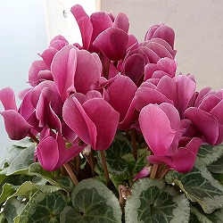 園芸ネット本店｜シクラメン：ミルキーガール5号鉢植え の通販【公式】