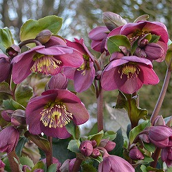 園芸ネット本店｜季節の特集:クリスマスローズ開花株 の商品一覧【公式】