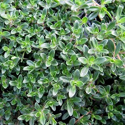 園芸ネット本店｜グランドカバープランツ:花もの・ケース販売 の商品