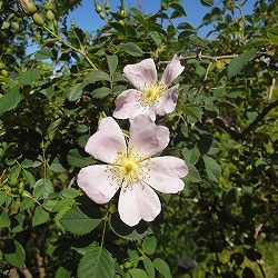園芸ネット本店｜バラ：ロサ カニナ(ドッグローズ）大苗5号ポット の