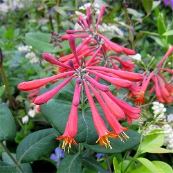 園芸ネット本店｜リキュウバイ（利休梅） 4.5号ポット の通販【公式】