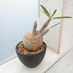 園芸ネット本店｜パキポディウム：グラキリス（発根済み株）3.5号（G29