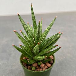 園芸ネット本店｜サンセベリア：ミカド系sp（ハイドロ植え） 2号苗 の