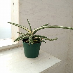 園芸ネット本店｜[ザ・ファームセレクト]サンセベリア：グリーン