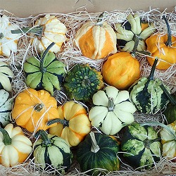 園芸ネット本店｜ハロウィン用おもちゃかぼちゃ：オータムオレンジ2L