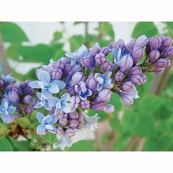園芸ネット本店｜ライラック の商品一覧【公式】