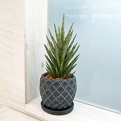 園芸ネット本店｜サンセベリア：ファンウッドミカド 4.5号陶器鉢植え