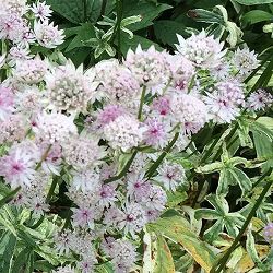 園芸ネット本店｜アストランティア：ローマ3号ポット の通販【公式】