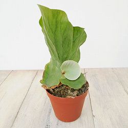 園芸ネット本店｜ビカクシダ（コウモリラン）：グランデ3号ポット の