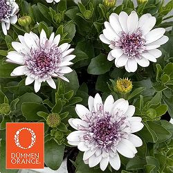 園芸ネット本店｜オステオスペルマム：プリンセス バナナタルト3.5号