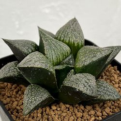 園芸ネット本店｜ハオルチア：交配シリーズ（NSモンスター